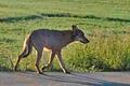 Wolf bei Birkenfeld im Kreis Main-Spessart.