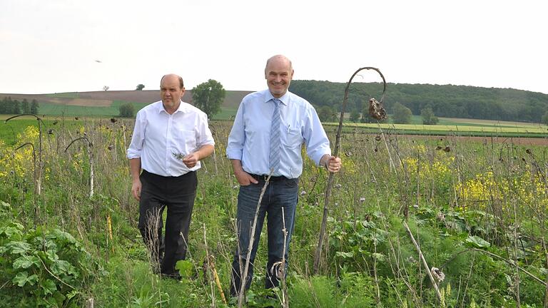 Ökologisch besonders wertvoll sind die hohlen Stängel der Sonnenblume, wie Alfons Baumann vom Bayerischen Bauernverband (links) und Landrat Eberhard Nuß zeigen.