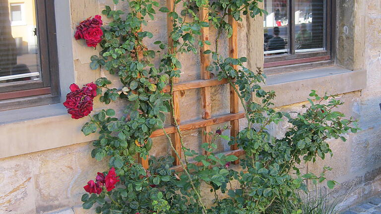 Rote Rosen erklimmen die Fassade am 'Fränkischen Hof'.