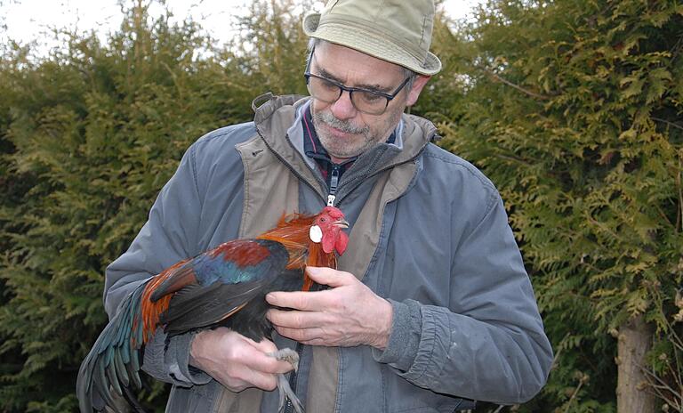 Der Kitzinger Kleintierzüchter Manfred Schaub mit einem Huhn der Rasse Zwerg-Rheinländer rebhuhnhalsig.&nbsp;