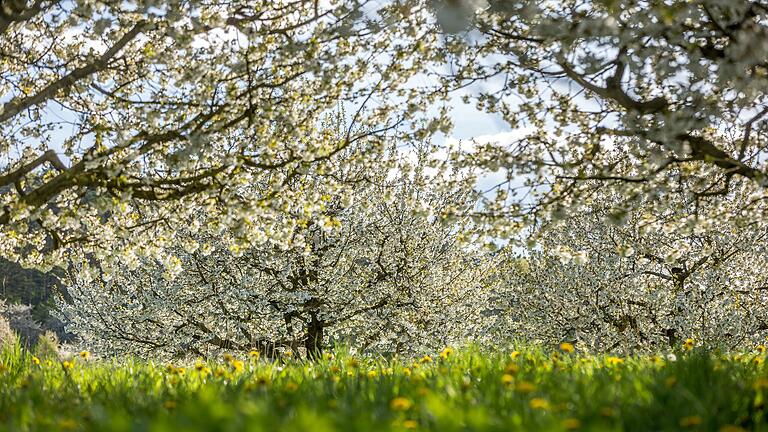 Wenn im Frühjahr die Kirschbäume blühen, kann man sich auf dem 'Kirschenweg' an ihrer Pracht erfreuen.