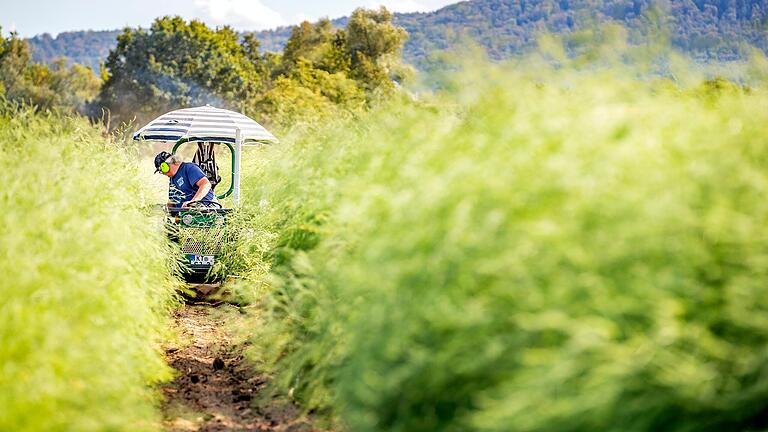 Nach der Spargelsaison ist die Arbeit auf dem Acker nicht vorbei. Die Spargelstangen entwickeln sich zum Spargelkraut, wie hier in der Gemeinde Wonfurt im Landkreis Haßberge&nbsp; im September 2020.