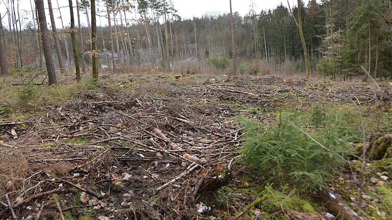 Kahlschlag im Wald war einst tabu, im Gemeindewald von Hollstadt war der rigorose Eingriff oft nicht zu vermeiden. Jetzt sollen die Flächen wieder aufgeforstet werden.