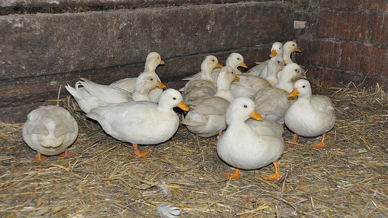 Nach dem aktuellen Ausbruch der Vogelgrippe im Landkreis Haßberge ist dort die Stallpflicht für Geflügel in Kraft getreten. Im Landkreis Schweinfurt gibt es diese Pflicht noch nicht. Nach dem aktuellen Ausbruch der Vogelgrippe im Landkreis Haßberge ist dort die Stallpflicht für Geflügel in Kraft getreten. Im Landkreis Schweinfurt gibt es diese Pflicht noch nicht.