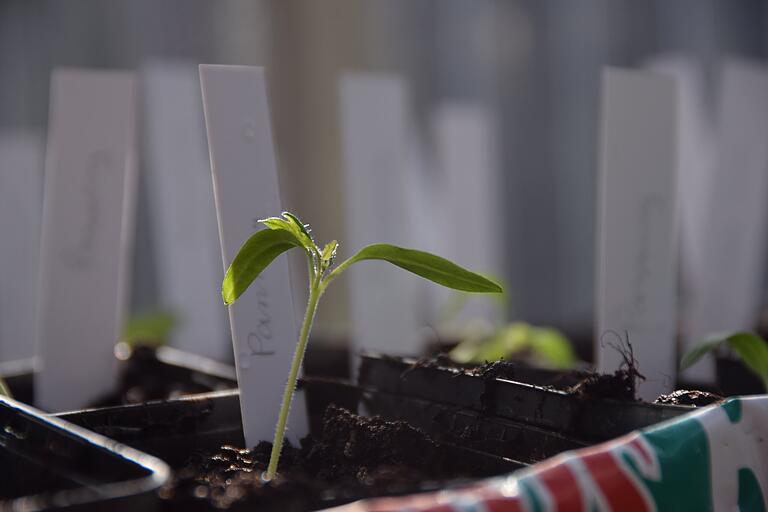 Ein Tomatensämling: Wenn die Pflanzen groß und kräftig werden, kann im Sommer geerntet werden. Ein Tomatensämling: Wenn die Pflanzen groß und kräftig werden, kann im Sommer geerntet werden.