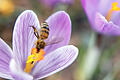 Frühling.jpeg       -  Bienen haben weitreichende Fähigkeiten: Sie nehmen Vibrationsfrequenzen wahr und legen ganze Landkarten in ihrem Gedächtnis an. Was Insekten fühlen - darüber ist weniger bekannt.