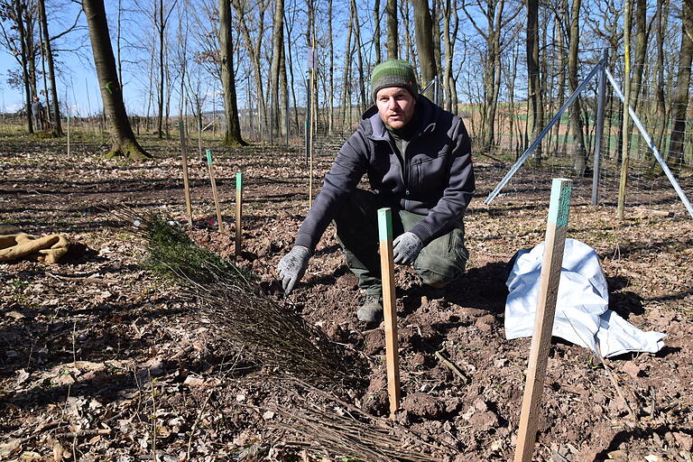 Die gelieferten Setzlinge müssen bis zur Pflanzung in die Erde eingeschlagen und zugedeckt werden, zeigt hier Johannes Pfister, Vorsitzender der Waldkörperschaft Schnackenwerth.