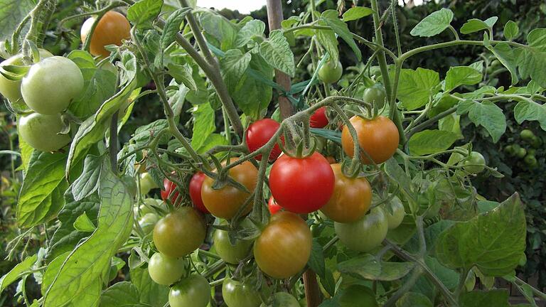 Selbst angebautes Gemüse schmeckt besonders gut. Selbst angebautes Gemüse schmeckt besonders gut. 