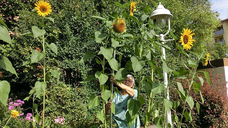 Angelika Fuchs an der Sonnenblumen-Pracht. Hier mit einem Metermaß unter den Pflanzen.