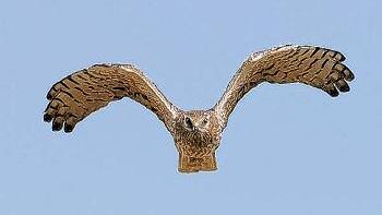 Ein Foto mit Seltenheitswert: eine       -  Ein Foto mit Seltenheitswert: eine weibliche Wiesenweihe. Der Bestand
der Vögel auf der Mainfränkischen Platte hat sich in den vergangenen
zehn Jahren von zwei auf über 100 gesteigert.