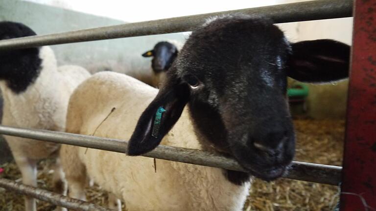 Ein kleines Rhönschaf blickt neugierig in die Kamera. Aus der Wolle der Tiere stellt ein Gemeinschaftsprojekt jetzt Düngepellets für Gärten und Topfpflanzen her. Foto: Rebecca Vogt       -  Ein kleines Rhönschaf blickt neugierig in die Kamera. Aus der Wolle der Tiere stellt ein Gemeinschaftsprojekt jetzt Düngepellets für Gärten und Topfpflanzen her. Foto: Rebecca Vogt