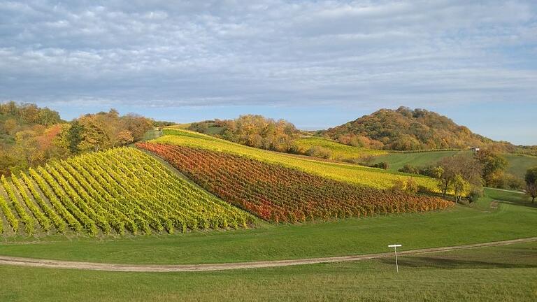 Zu einem 'bunten Spaziergang im Weinberg zur Ruine Speckfeld' lädt Gästeführerin Linda Schatz ein.