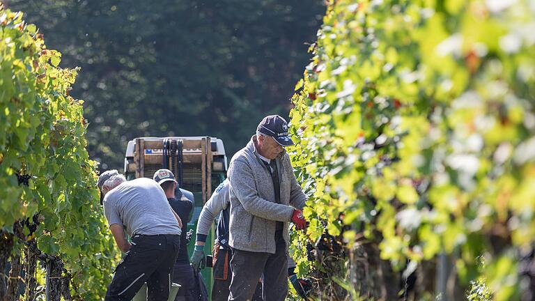 Auf 518 Hektar Fläche wird in den Landkreisen Schweinfurt und Haßberge Wein kultiviert, wie hier bei Garstadt. Auf 518 Hektar Fläche wird in den Landkreisen Schweinfurt und Haßberge Wein kultiviert, wie hier bei Garstadt.