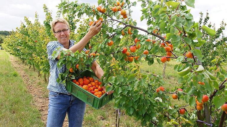 Beim Pflücken: Die ersten Bio-Aprikosen der neuen Obstplantage am Schlossgut Obbach erntet Agrar-Ingenieurin Petra Sandjohann.