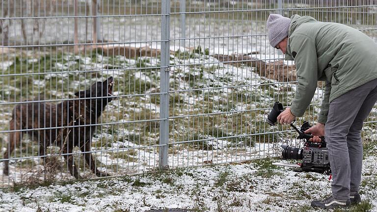 Gut, dass ein Zaun dazwischen ist: Wenn der Kameramann in die Nähe des Zauns kommt, zeigt Siggi die Zähne.