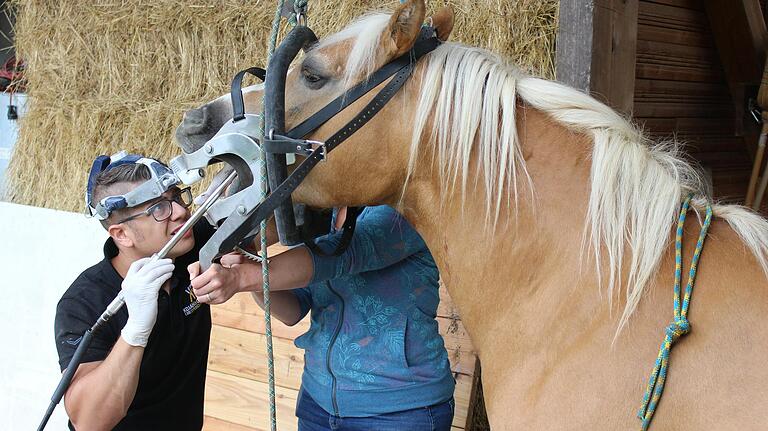 Schweres Gerät: Eine Maulsperre hilft dem Tierarzt bei der Behandlung, bei der hier auch die Halterin unterstützend Hand anlegt. Schweres Gerät: Eine Maulsperre hilft dem Tierarzt bei der Behandlung, bei der hier auch die Halterin unterstützend Hand anlegt.