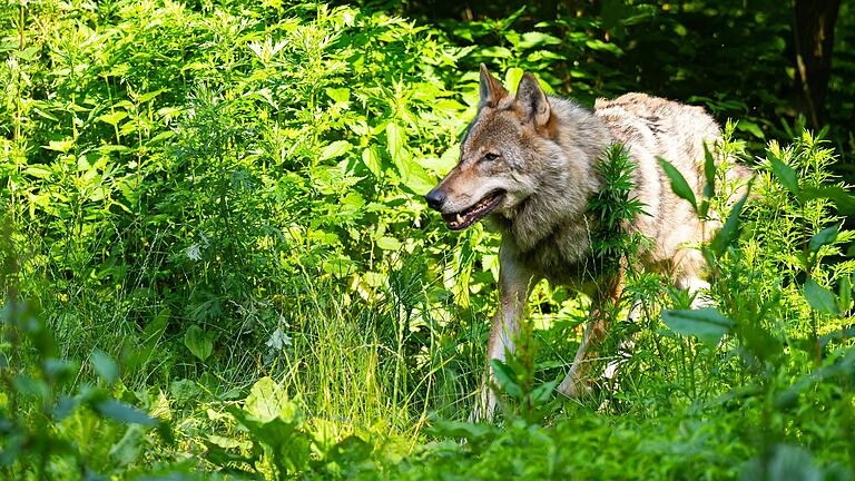 Verschwunden: Die Wolfsfähe GW1422f in der thüringischen Rhön konnte seit mehr als einem Jahr nicht mehr nachgewiesen werden.&nbsp;