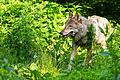 Verschwunden: Die Wolfsfähe GW1422f in der thüringischen Rhön konnte seit mehr als einem Jahr nicht mehr nachgewiesen werden.&nbsp;