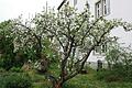 Im Gerolzhöfer Stadtrat wurde der Vorschlag geäußert, den Garten auf der Südseite des VG-Gebäudes als Fläche für einen Gemeinschaftsgartens herzunehmen. Der Garten ist derzeit verpachtet.