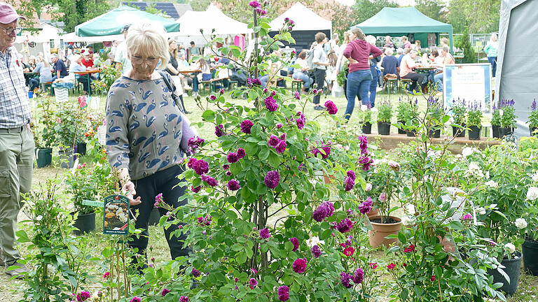 Blumen über Blumen, dazu eine Vielzahl von Ideen für den Garten und kulinarische Genüsse konnten viele Besucher bei der diesjährigen Kunst- und Gartenmesse am Samstag und am Sonntag in Arnstein erleben.