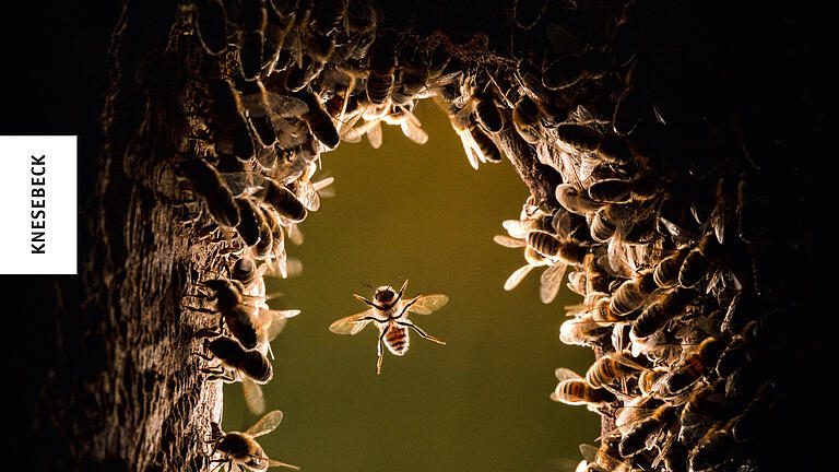 Wie Honigbienen wild im Wald leben