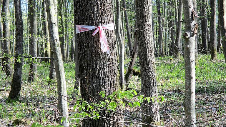 Hände weg von dieser Eiche: Mit dem Band werden Zukunftsbäume markiert.