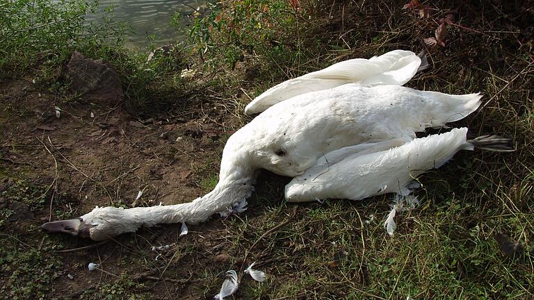 Symbolbild: Drei tote Schwäne, die bei Haßfurt gefunden wurden, sind an der Vogelgrippe gestorben. Das Landratsamt ordnet daher Maßnahmen an, unter anderem gilt ab Dienstag eine Stallpflicht.