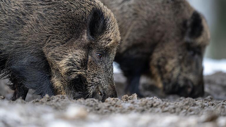 Für den Menschen ist Afrikanische Schweinepest ungefährlich, für Schweine allerdings lebensbedrohlich.