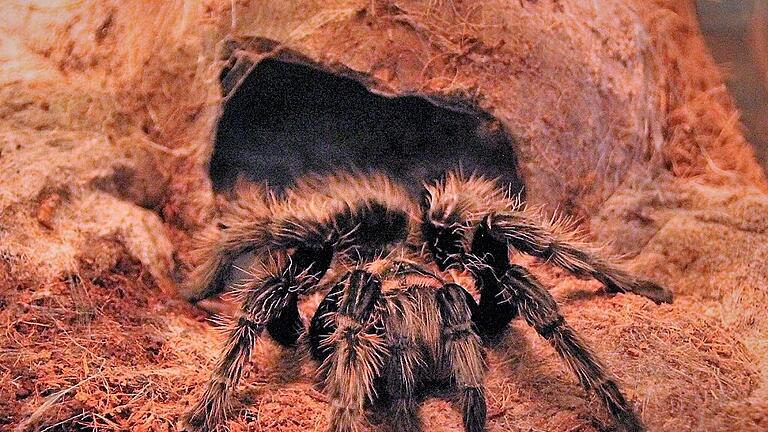 vogelspinne frieda - diana fuchs 2020 (23)       -  In dieser Kokosnussschale befindet sich Friedas Ruhehöhle.