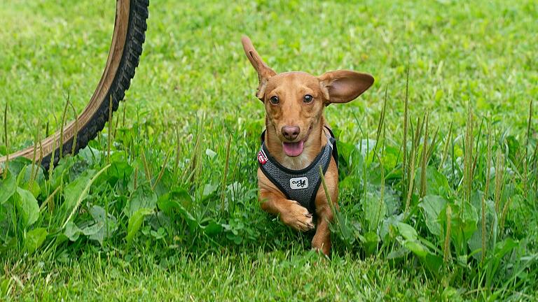 Auch die Zwergdackel sind bei Hundehaltern beliebt, weil sie bekannt dafür sind, seltener mit Rückenproblemen aufzufallen.