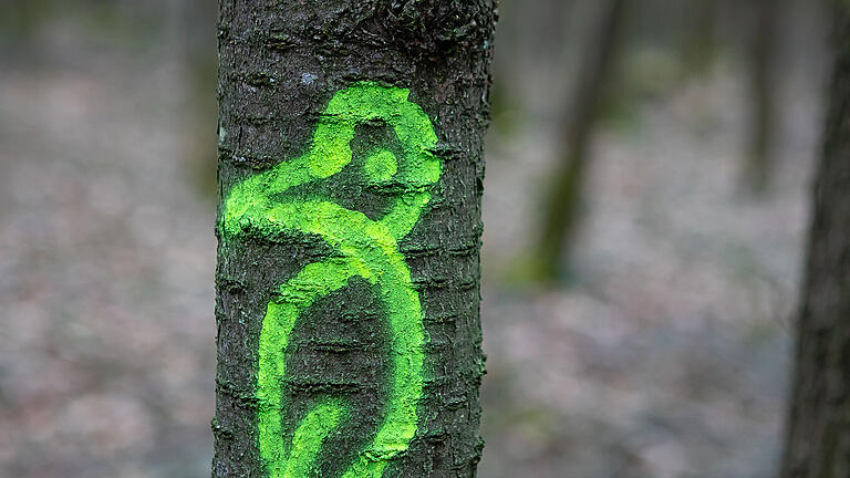 Der gesprühte Specht auf dem Stamm marktiert einen Biotopbaum. Dieser wird nicht gefällt sondern verbleibt im Wald Der gesprühte Specht auf dem Stamm marktiert einen Biotopbaum. Dieser wird nicht gefällt sondern verbleibt im Wald