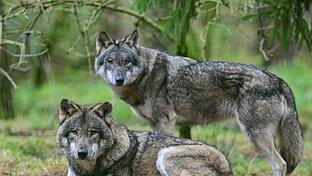 Wölfe       -  In der Rhön wächst der Unmut der Weidetierhalter über den Umgang mit dem Wolf. (Symbolbild)