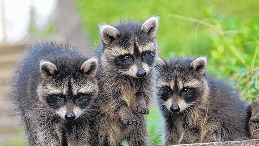 Immer häufiger im Landkreis Main-Spessart zu finden: Junge Waschbären, zu erkennen an ihrer maskenartigen Zeichnung um ihre Augen, den abgerundeten Ohren und dem grauen Fell.