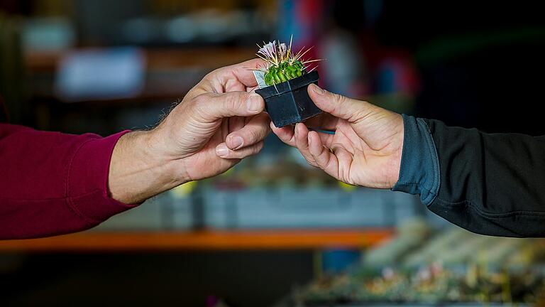 Klein, groß, mit und ohne Blüten? Die ganze Vielfalt von Kakteen und Sukkulenten gibt es am Sonntag in Schweinfurt bei der Raritätenbörse zu sehen.&nbsp;&nbsp;