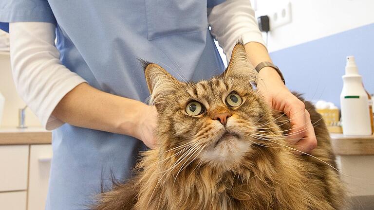 Weder die Kommune, noch die tierärztliche Verrechnungsstelle wollen für die Behandlung der Katze aufkommen. (Symbolfoto) Weder die Kommune, noch die tierärztliche Verrechnungsstelle wollen für die Behandlung der Katze aufkommen. (Symbolfoto)