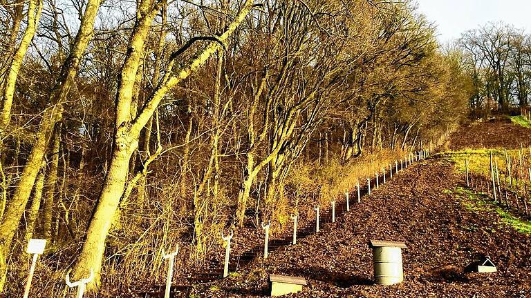 Die Arbeiten laufen: Die ersten Fundamente und Pfeiler für das Terroir-f-Projekt am Hang des Stollbergs sind gesetzt.