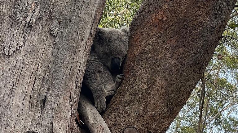 Ein Patient im Koala Hospital in Port Macquarie: Mittlerweile sind die Tiere vom Aussterben bedroht. Ein Patient im Koala Hospital in Port Macquarie: Mittlerweile sind die Tiere vom Aussterben bedroht.