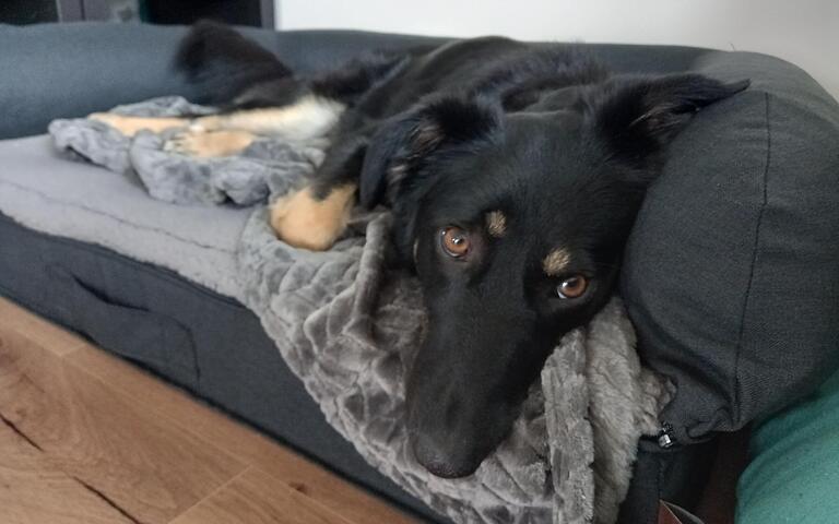 Ihr neuer Lieblingsplatz: Mimi ist jetzt eine Zellingerin.