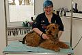 Hundesalon-Besitzerin Regina Hornung striegelt ihren Airedale Terrier Tiro. Die ausgebildete Hundefriseurin hat sich selbst einen hohen Standard auferlegt und fühlt sich den fachlichen Richtlinien des Bundesverbands der Groomer und den ethischen Grundsätzen des Tierschutzes verpflichtet. Das Verhalten vieler Ersthundebesitzer macht ihr Sorgen.