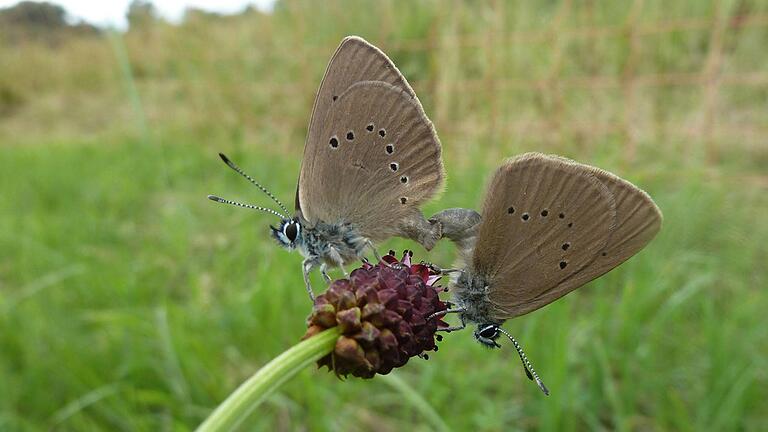 Der Wiesenknopf-Ameisenbläuling steht unter besonderem Schutz. Nicht zum ersten Mal sorgt die seltene Schmetterlingsart damit für einen größeren Aufwand bei Bauprojekten im Landkreis Haßberge.