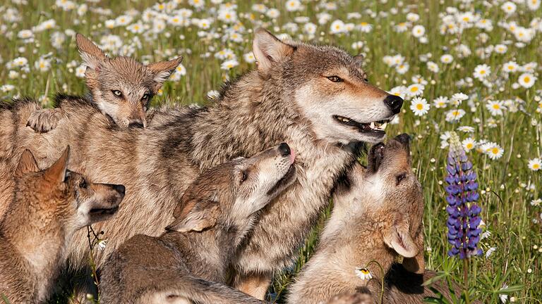 Ist heuer wie im vergangenen Jahr Wolfsnachwuchs (Symbolfoto) in der Rhön zu erwarten. Das ist eine der offenen Fragen beim Thema Wolf in der Region.