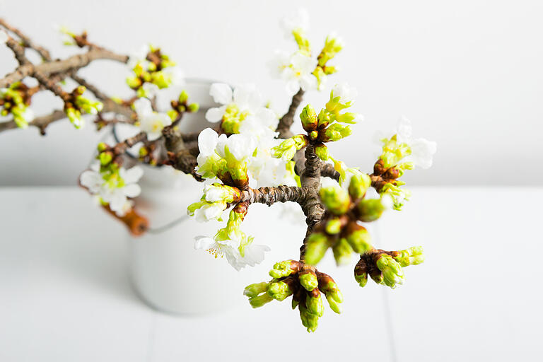 Kirschblüten können zu Weihnachten so schön blühen: Wichtig ist es, einen Zweig mit dicken Knospen für die Vase auszuwählen.