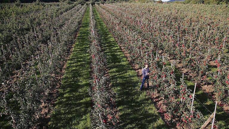 Der Halsbacher Obstbauer Peter Stenger in seiner Apfelplantage, die - gegen den bundesweiten Trend - üppig bestückt ist.