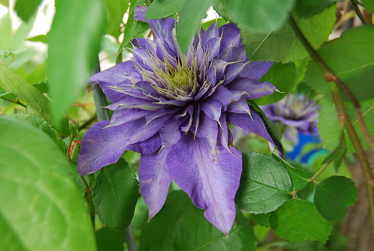 Die Clematis im Rosenbogen zeigt schon mal, was 'gefüllte Blüte' heißt