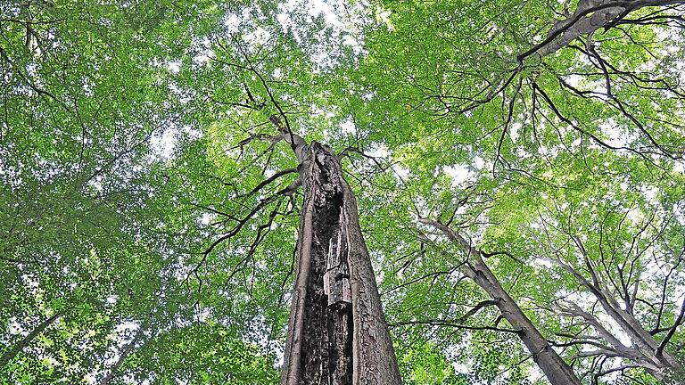 In er jüngsten Talksendung von Markus Lanz bracht der bekannte Buchautor und Förster Peter Wohlleben eine Lanze für einen Nationalpark im Steigerwald. Das Bild entstand im Naturwaldreservat Kleinengelein nahe Neuhausen, einem der ältesten und berühmtesten Buchenbestände Deutschland.