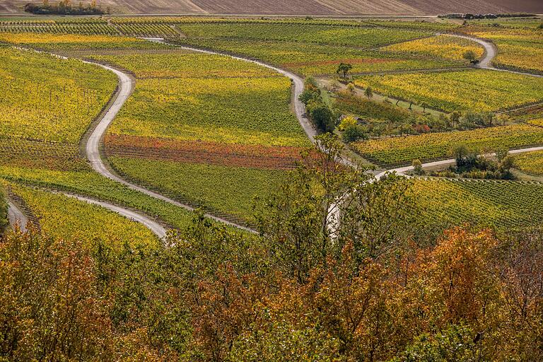 Ausblick vom Kapellberg-Turm, einem Aussichtsturm am Bullenheimer Berg. Die Wege in den Weinbergen schlängeln sich durch die bunte Herbstlandschaft.