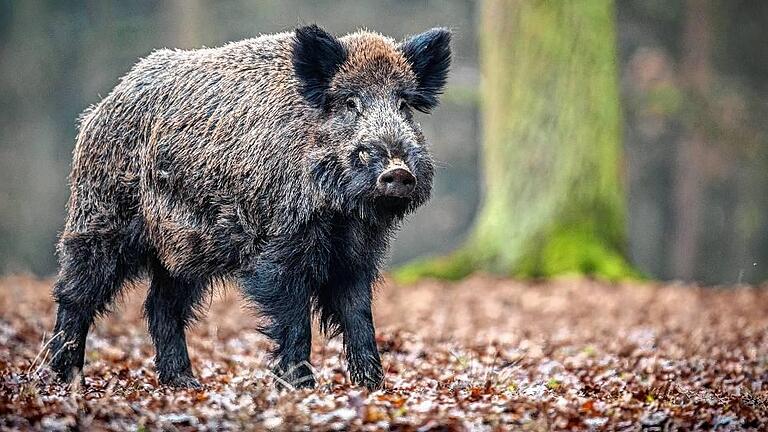 Wild boar male in the forest       -  Ungeliebt im Dürrbachtal: Die gemeine Wildsau.