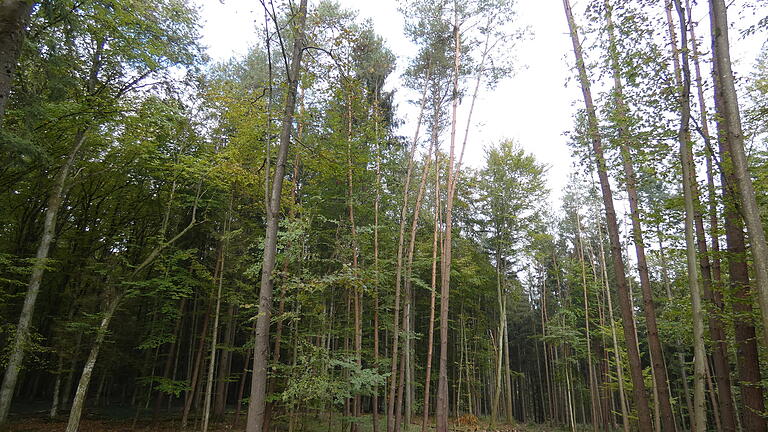 Die Jahresbetriebsplanung 2021 für den Gemeindewald Oberaurach und die Festsetzung der Holzpreise waren ein Thema der letzten Gemeinderatssitzung. Die Jahresbetriebsplanung 2021 für den Gemeindewald Oberaurach und die Festsetzung der Holzpreise waren ein Thema der letzten Gemeinderatssitzung.