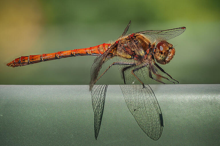 Blutrote Heidelibelle