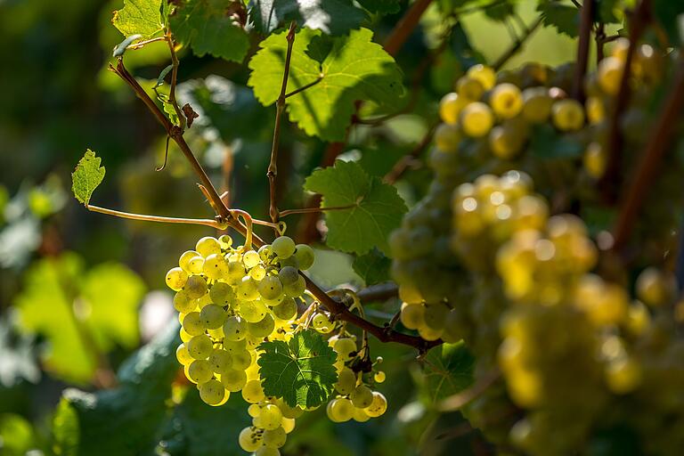Auch wenn schon die meisten Rebzeilen gelesen sind, leuchten noch ein paar Trauben im herbstlichen Sonnenschein. Auch wenn schon die meisten Rebzeilen gelesen sind, leuchten noch ein paar Trauben im herbstlichen Sonnenschein.